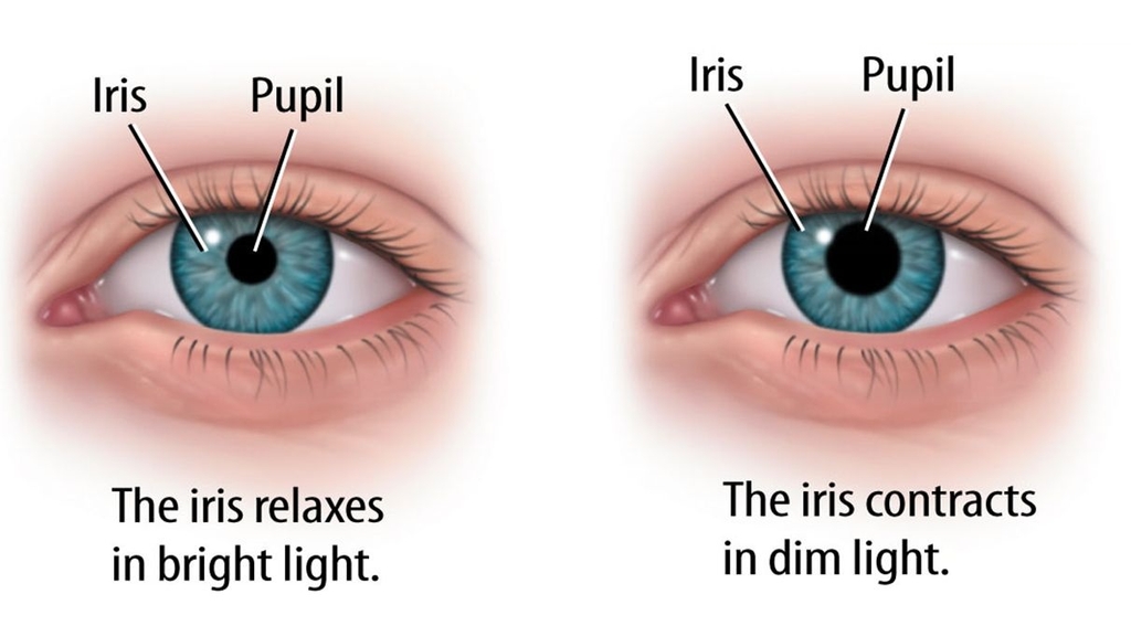 Iris and pupil in different lighting conditions